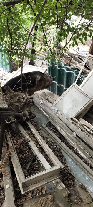 Отдам старые окна