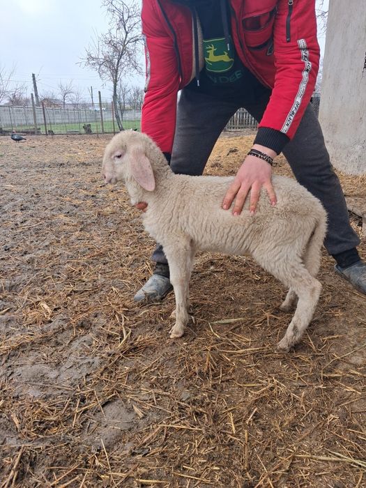 Berbecuti bergamasca si carabas