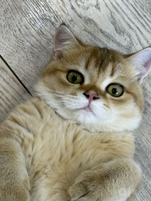Связка с котом. Золотая шиншилла