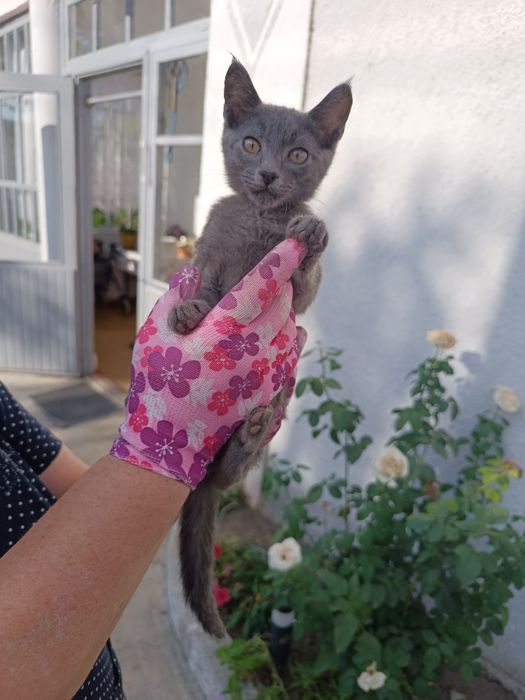 Котята для души))