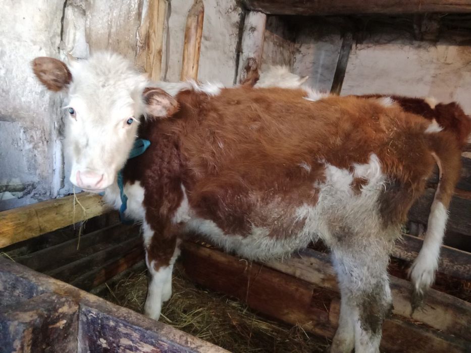 Телка продам срочна