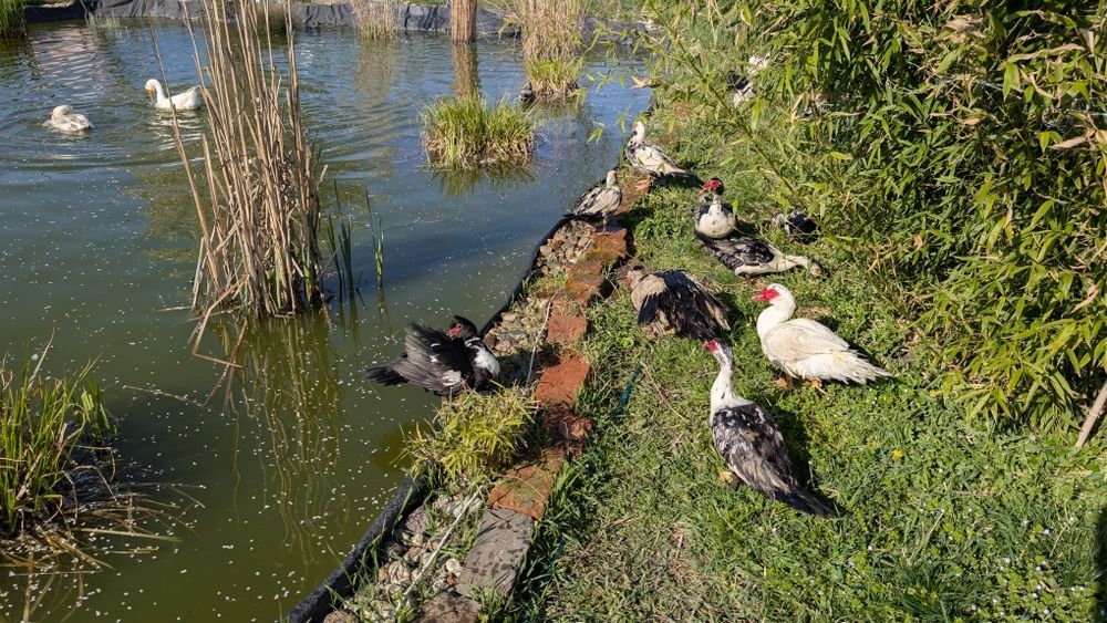 Vând ouă de rate mute pentru incubat