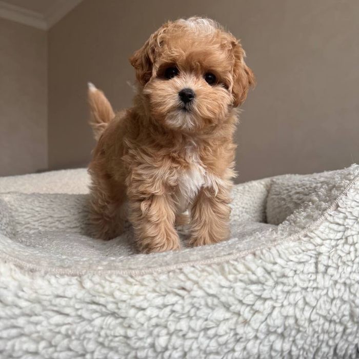 Fetiță de maltipoo