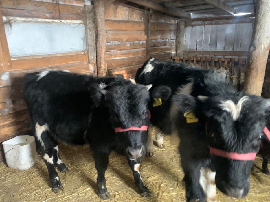 продам корову и бычков