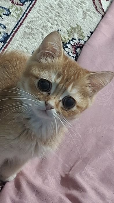 Котенок очень игривый