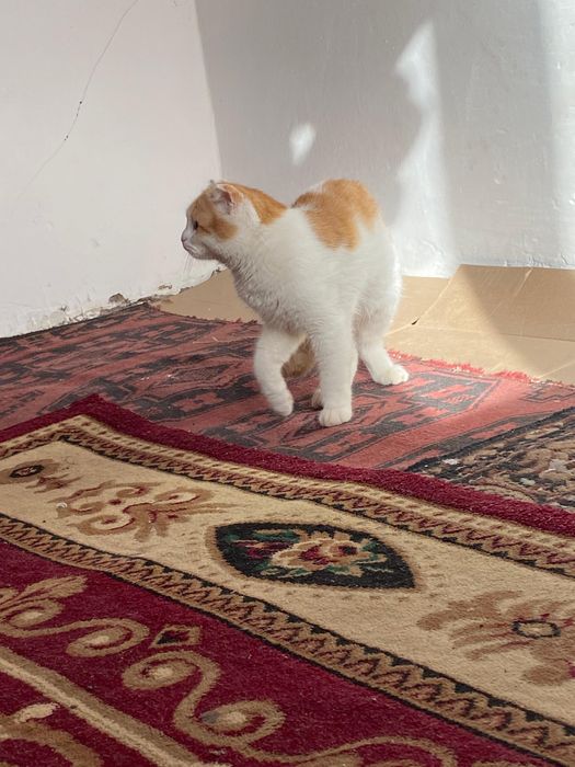 Шотландская вислоухая кошка