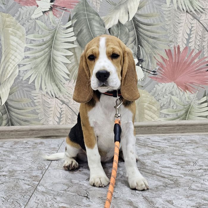 Высокопородные щенки Бигля