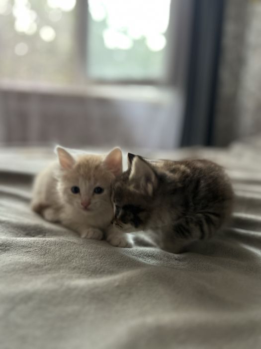 Отдаю котят в добрые руки