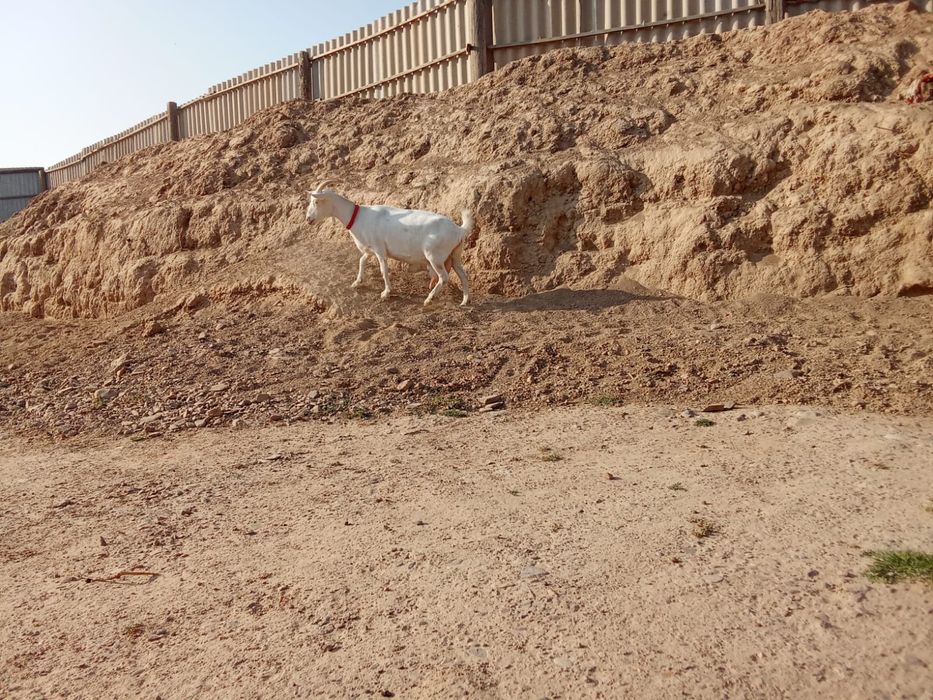 Пародалы ешкі сауынды