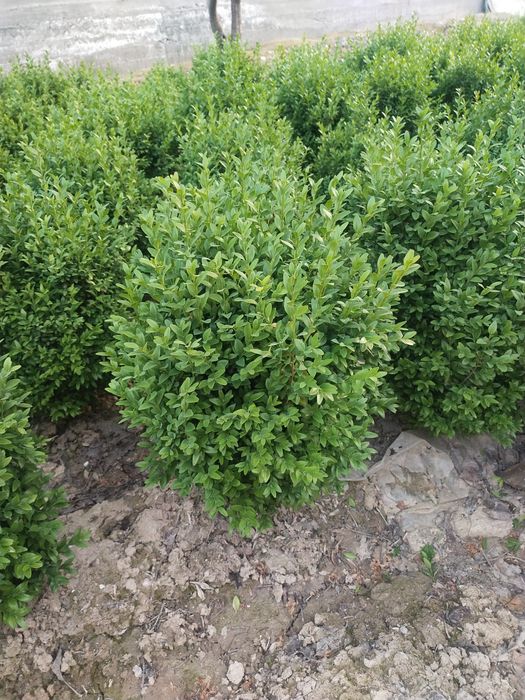 Shamshod sotiladi. Manzil Yunusobod tumani