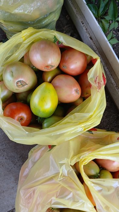 Продам Дачные помидоры