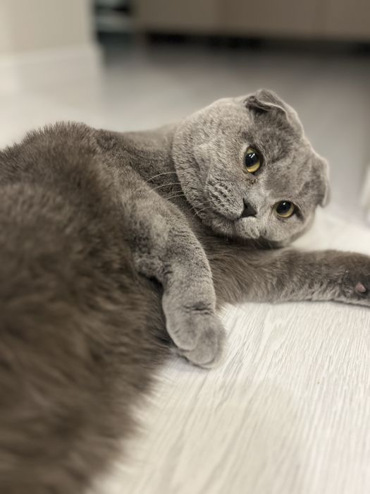 Ищем кошку для вязки