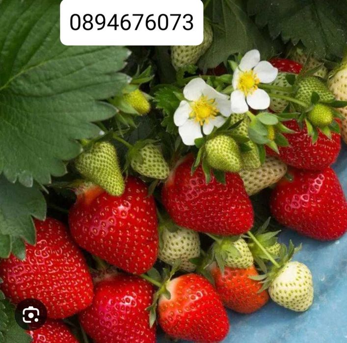 Продавам разсат ягоди.