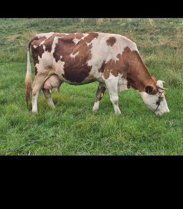 Vaca tânără bună de lapte