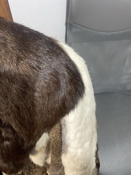 Haina din blana de iepure pt doamnă elegantă