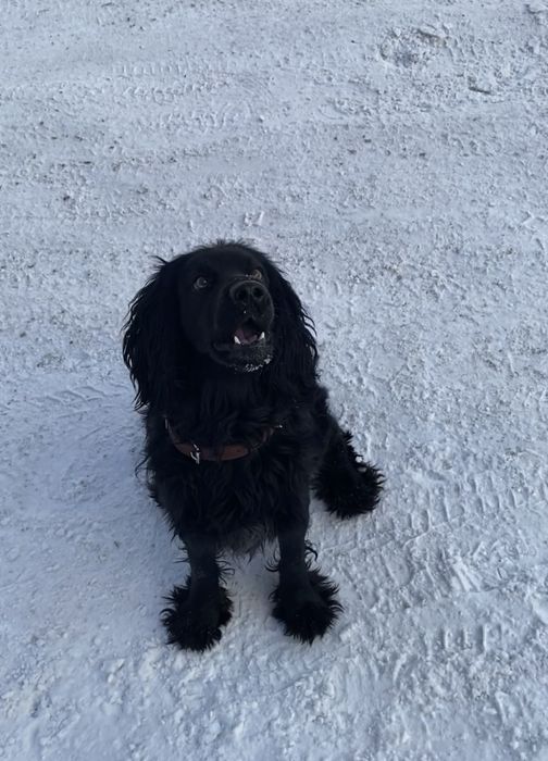 Ищем девочку спаниеля для вязки