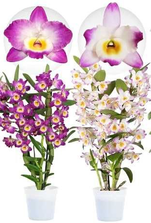 Орхидея Дендробиум (Dendrobium nobile)