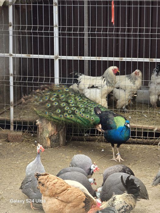 Paun umar negru de vanzare