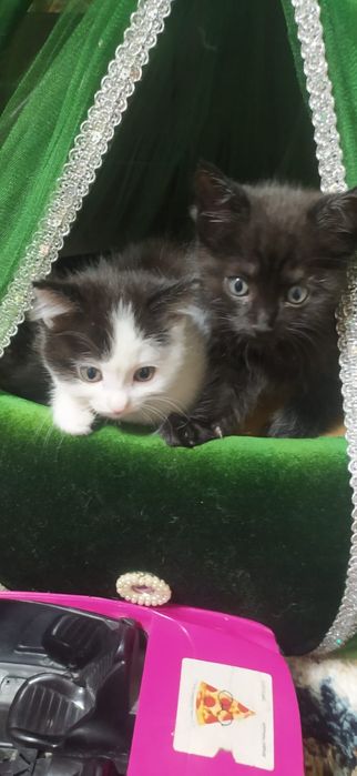 отдадим котят в хорошие  руки