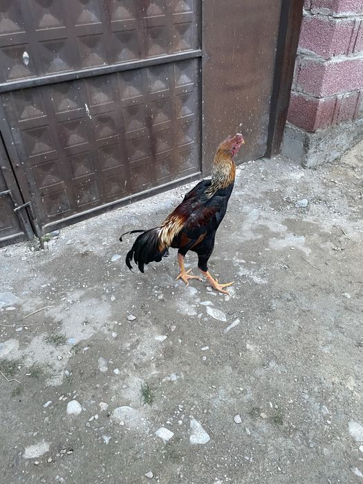 Продается петух бойцовый
