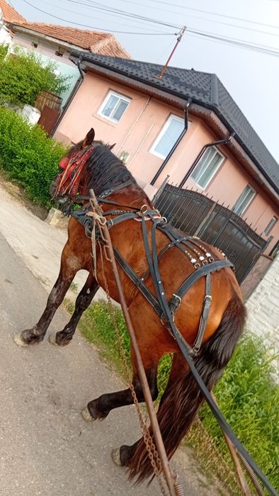 vand armasar varta 3 ani mai multe detali la nr de telefon !