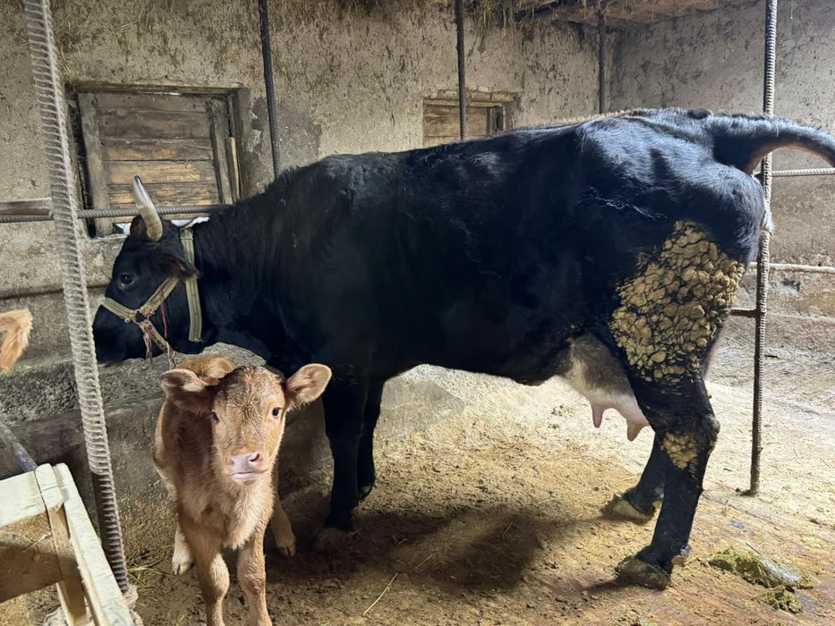 Карова из фермы продам