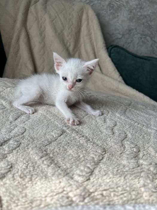 Котенок ищет дом
