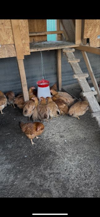 Vand gaini kabir si un cocos