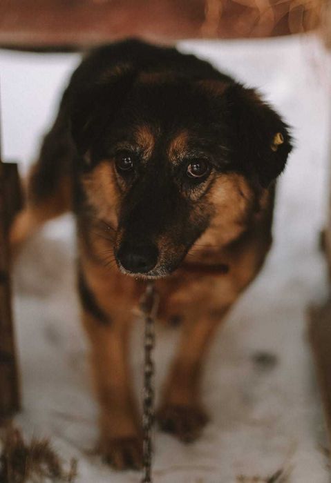 Собака в добрые руки