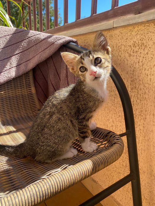 Котенце момче, 2 месеца