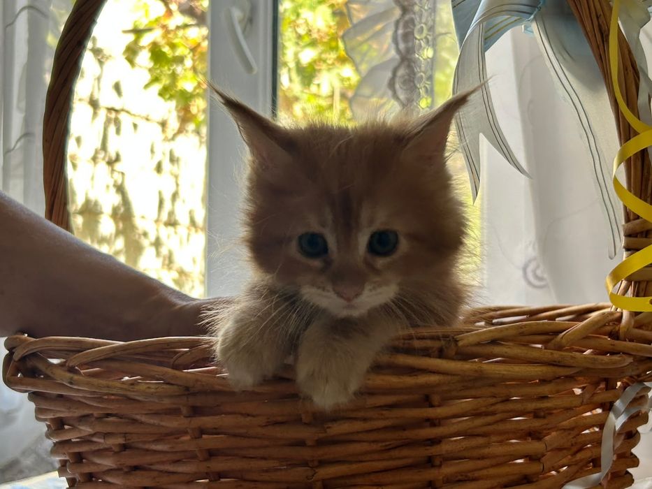 Котятки Мейн-куна