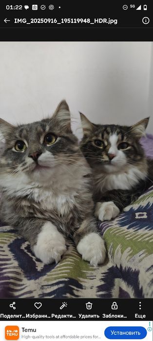 Пропал кот в мкр бирлик