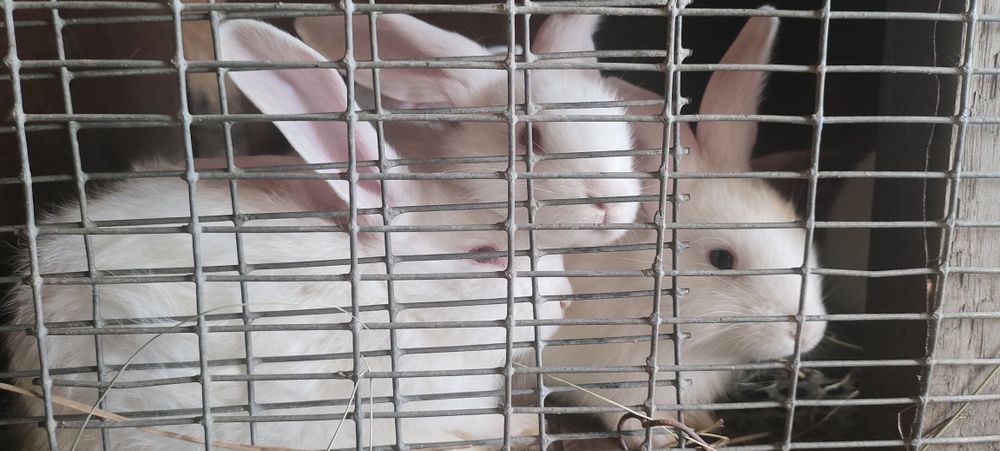 Продам кроликов крупных