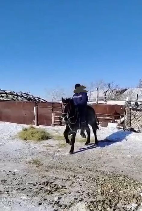 Жеребец обученый 2годовалый