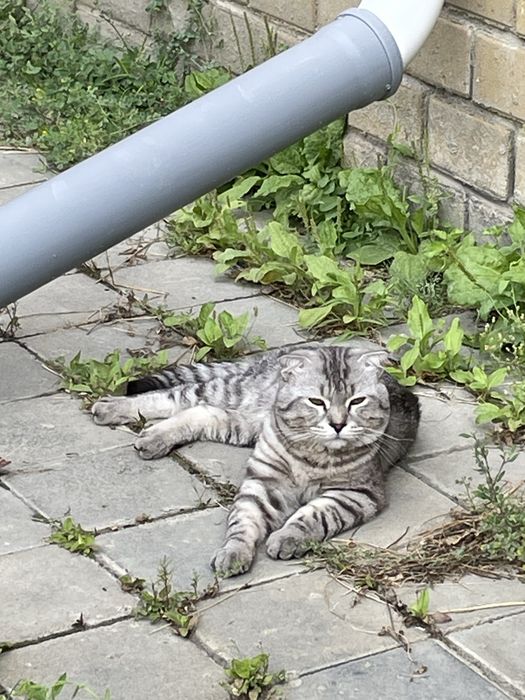 Котик в добрые руки