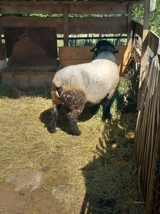 Berbec suffolk de vânzare