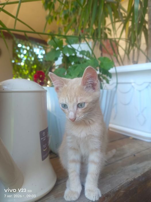 Котята мальчик и девочка