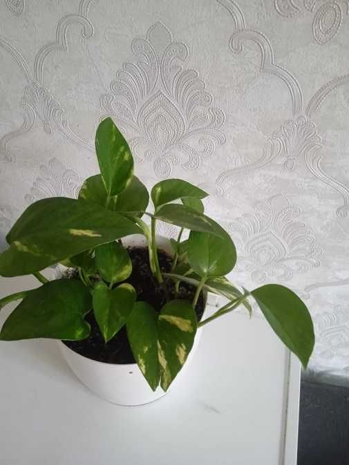 Продам сциндапсус золотистый = 1 000 тг