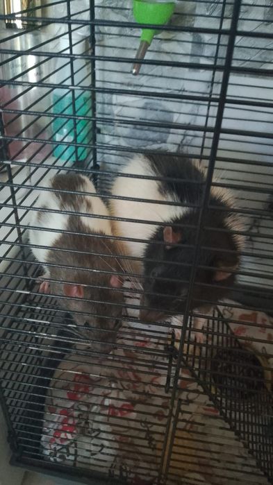 Продам двух крыс с клеткой