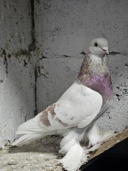Продам голубей разных мастей