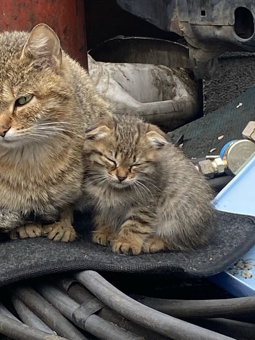 Отдам котят        .
