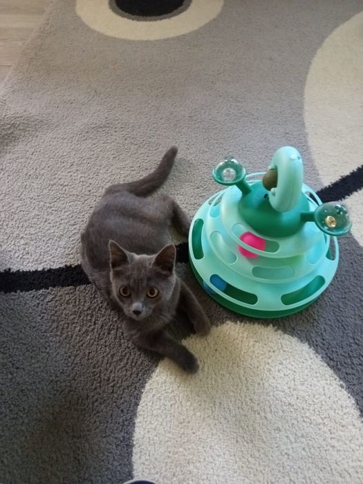 Отдам котенка в хорошие руки