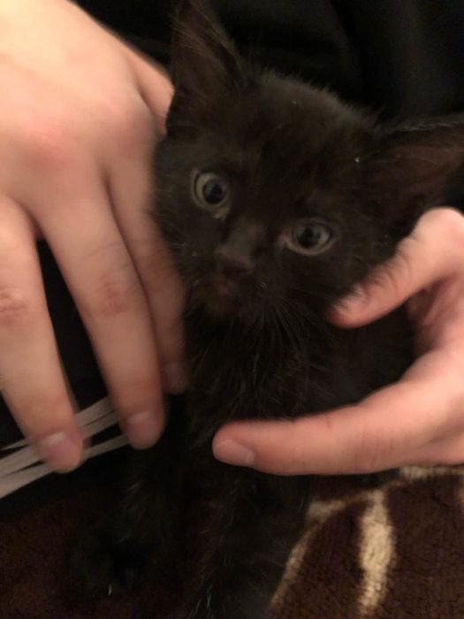 Отдам бесплатно в хорошие руки