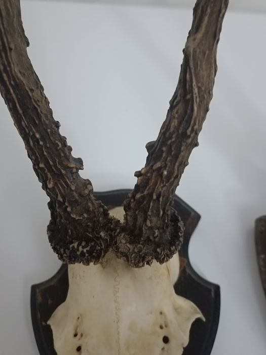 Trofeu căprior pe panoplie de stejar