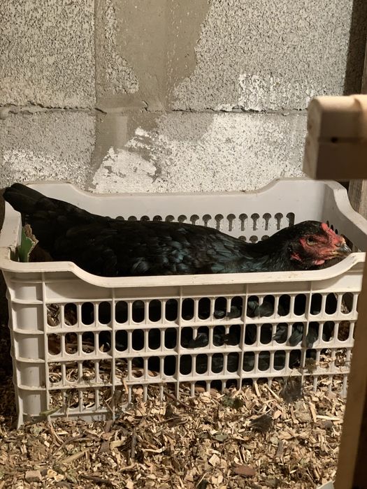 Дакан курица квочка