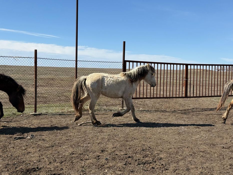 Продам Жабағы, Тай, Құнан