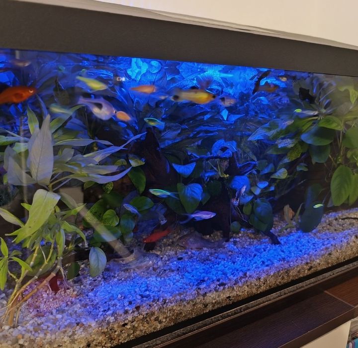 Acvariu complet echipat cu accesorii