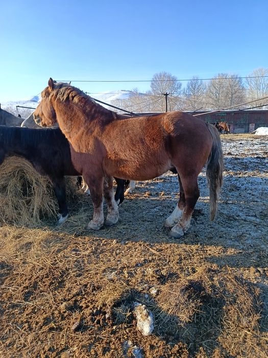 Продам советский тяжеловоз