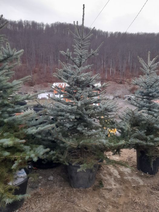 Brazi arginti cu radacină