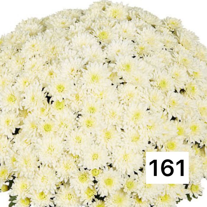 Хризантема мультифлора и крупноголовая